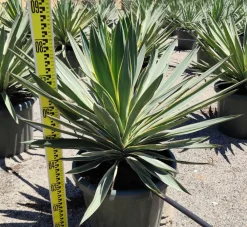 Jardintropic Plantes Méditerranéennes | - Yucca gloriosa variegata (dague espagnole) pot de 65l - 70/100cm
