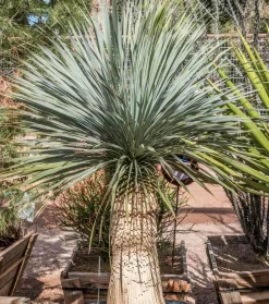 Jardintropic Plantes Méditerranéennes | - Yucca rostrata pot de 65l tronc 125/150cm hauteur 175/200cm