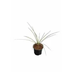 Jardintropic Plantes Méditerranéennes | - Yucca rostrata pot de 25l 100-125 cm. Tr. 050-060cm.