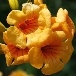 Javoy Plantes - Bignone summer jazz® gold - campsis tagliabuana 3l - 60/90cm Online