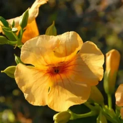 Javoy Plantes - Bignone summer jazz® gold - campsis tagliabuana 3l - 60/90cm Online