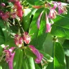 Javoy Plantes Plantes Grimpantes | - Chèvrefeuille de henryi - lonicera henryi 1,5l - 40/60cm