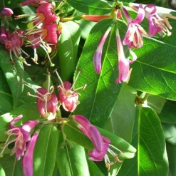 Javoy Plantes Plantes Grimpantes | - Chèvrefeuille de henryi - lonicera henryi 1,5l - 40/60cm