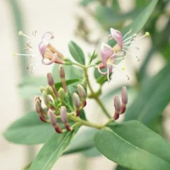 Javoy Plantes Plantes Grimpantes | - Chèvrefeuille de henryi - lonicera henryi 1,5l - 40/60cm