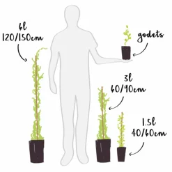 Javoy Plantes Plantes Grimpantes | - Chèvrefeuille de henryi - lonicera henryi 1,5l - 40/60cm