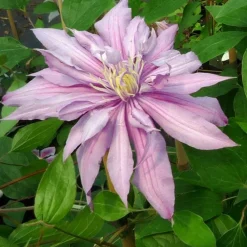 Javoy Plantes - Clématite 'mrs spencer castle' - clematis 3l - 60/90cm Sale