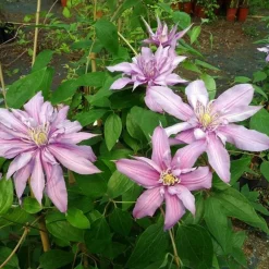 Javoy Plantes - Clématite 'mrs spencer castle' - clematis 3l - 60/90cm Sale