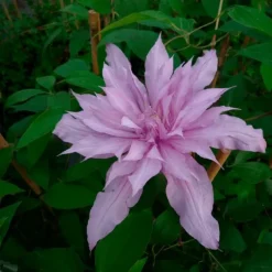 Javoy Plantes - Clématite 'mrs spencer castle' - clematis 3l - 60/90cm Sale