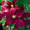 Javoy Plantes Plantes Grimpantes | - Clématite 'niobe' - clematis 1,5l - 40/60cm