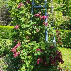 Javoy Plantes Plantes Grimpantes | - Clématite 'niobe' - clematis 1,5l - 40/60cm