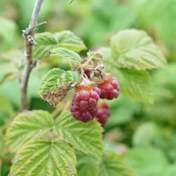 Javoy Plantes - Framboisier non remontant 'malling promise' - rubus idaeus 1,5l - 40/60cm New