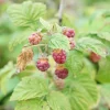 Javoy Plantes Petits Fruits | - Framboisier non remontant 'malling promise' - rubus idaeus 3l - 60/90cm