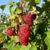 Javoy Plantes Petits Fruits | - Framboisier remontant 'zeva' - rubus idaeus 1,5l - 40/60cm