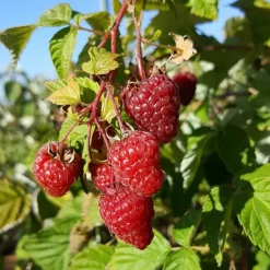 Javoy Plantes Petits Fruits | - Framboisier remontant 'zeva' - rubus idaeus 1,5l - 40/60cm