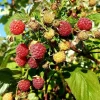 Javoy Plantes Petits Fruits | - Framboisier remontant 'heritage' - rubus idaeus 1,5l - 40/60cm