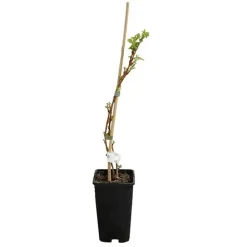 Javoy Plantes Petits Fruits | - Framboisier remontant 'heritage' - rubus idaeus 1,5l - 40/60cm
