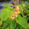 Javoy Plantes Petits Fruits | - Framboisier remontant 'fall gold' - rubus idaeus 3l - 60/90cm