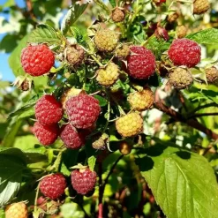 Javoy Plantes Petits Fruits | - Framboisier remontant 'heritage' - rubus idaeus 3l - 60/90cm
