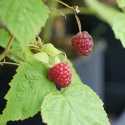Javoy Plantes Petits Fruits | - Framboisier remontant 'heritage' - rubus idaeus 3l - 60/90cm