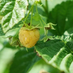 Javoy Plantes Petits Fruits | - Framboisier remontant 'fall gold' - rubus idaeus 1,5l - 40/60cm