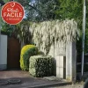Javoy Plantes Plantes Grimpantes | - Glycine de chine 'alba' - wisteria sinensis 1,5l - 40/60cm
