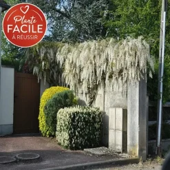 Javoy Plantes Plantes Grimpantes | - Glycine de chine 'alba' - wisteria sinensis 1,5l - 40/60cm