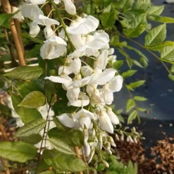 Javoy Plantes Plantes Grimpantes | - Glycine de chine 'alba' - wisteria sinensis 1,5l - 40/60cm