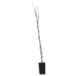 Javoy Plantes Plantes Grimpantes | - Glycine de chine 'alba' - wisteria sinensis 1,5l - 40/60cm