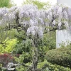 Javoy Plantes - Glycine du japon - wisteria floribunda 3l - 60/90cm Hot