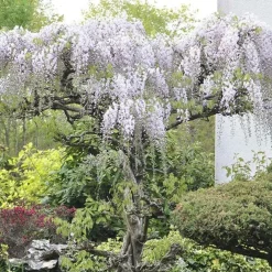 Javoy Plantes - Glycine du japon - wisteria floribunda 3l - 60/90cm Hot