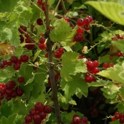 Javoy Plantes - Groseillier à grappes 'london market' - ribes rubrum 1,5l - 40/60cm