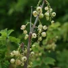 Javoy Plantes Petits Fruits | - Groseillier à grappes 'versaillaise blanche' - ribes rubrum 1,5l - 40/60cm
