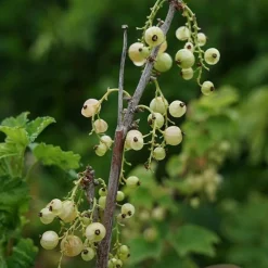 Javoy Plantes Petits Fruits | - Groseillier à grappes 'versaillaise blanche' - ribes rubrum 1,5l - 40/60cm