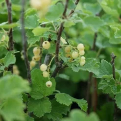 Javoy Plantes Petits Fruits | - Groseillier à grappes 'versaillaise blanche' - ribes rubrum 1,5l - 40/60cm