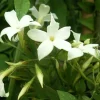 Javoy Plantes Plantes Grimpantes | - Jasmin blanc officinal jasminum officinalis 1,5l - 40/60cm