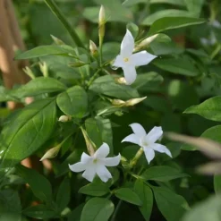 Javoy Plantes Plantes Grimpantes | - Jasmin blanc officinal jasminum officinalis 1,5l - 40/60cm