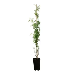 Javoy Plantes Plantes Grimpantes | - Jasmin blanc officinal jasminum officinalis 1,5l - 40/60cm