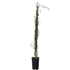Javoy Plantes Plantes Grimpantes | - Jasmin blanc officinal jasminum officinalis 1,5l - 40/60cm