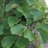 Javoy Plantes - Kiwi mâle - actinidia deliciosa 3l - 60/90cm Discount