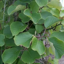 Javoy Plantes - Kiwi mâle - actinidia deliciosa 3l - 60/90cm Discount