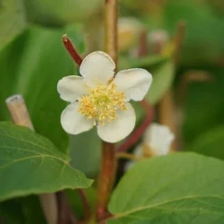 Javoy Plantes - Kiwi mâle - actinidia deliciosa 3l - 60/90cm Discount