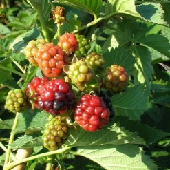 Javoy Plantes Petits Fruits | - Mûre 'thornless evergreen' - rubus fruticosus 3l - 60/90cm