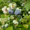 Javoy Plantes Petits Fruits | - Myrtille arbustive hardy blue - vaccinium corymbosum 3l - 60/90cm
