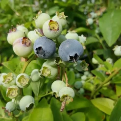 Javoy Plantes Petits Fruits | - Myrtille arbustive hardy blue - vaccinium corymbosum 3l - 60/90cm