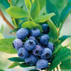 Javoy Plantes Petits Fruits | - Myrtille 'goldtraube' - vaccinium corymbosum 3l - 60/90cm