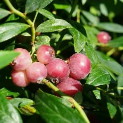 Javoy Plantes - Myrtille 'pink lemonade®' - vaccinium corymbosum 3l - 60/90cm Hot