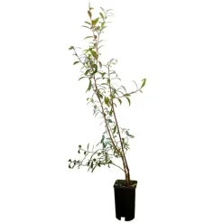 Javoy Plantes - Myrtille 'pink lemonade®' - vaccinium corymbosum 3l - 60/90cm Hot