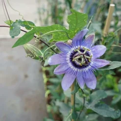 Javoy Plantes Plantes Grimpantes | - Passiflore 'lady betty myles young' - passiflora 3l - 60/90cm