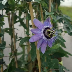 Javoy Plantes Plantes Grimpantes | - Passiflore 'lady betty myles young' - passiflora 3l - 60/90cm