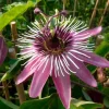 Javoy Plantes Plantes Grimpantes | - Passiflore 'victoria' - passiflora 3l - 60/90cm